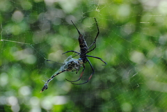Trichonephila inaurata