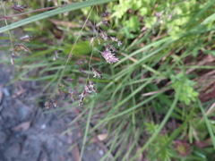 Poa