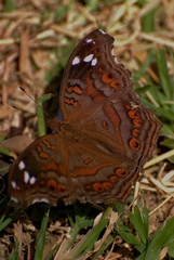 Junonia natalica natalica