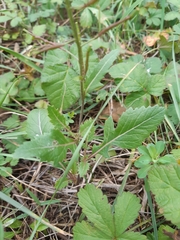 Diplotaxis erucoides