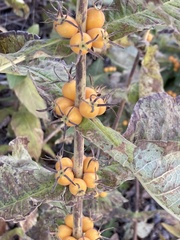 Triosteum aurantiacum