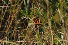 Byblia