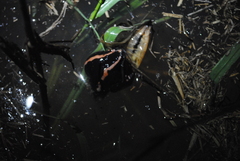 Phrynomantis bifasciatus