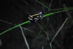 Hyperolius marmoratus taeniatus