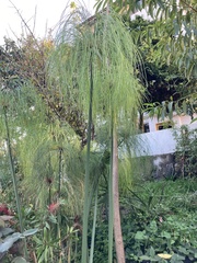Cyperus papyrus