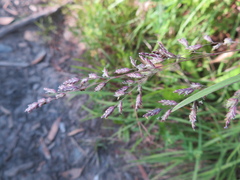 Poa