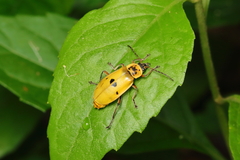 Chauliognathus flavipes