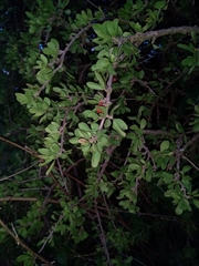 Ehretia rigida