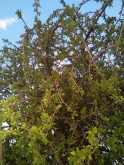 Ehretia rigida