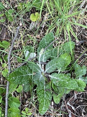 Adenocaulon chilense