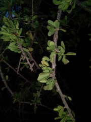 Ehretia rigida