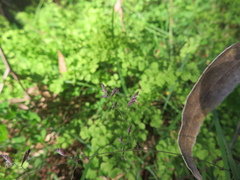 Poa