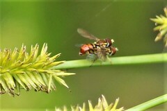 Toxomerus floralis