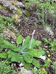 Adenocaulon chilense