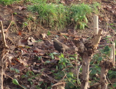 Turdus merula