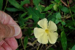 Thunbergia dregeana
