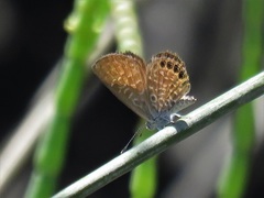 Brephidium pseudofea