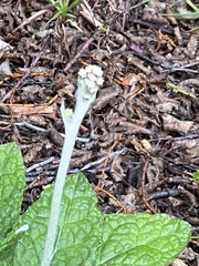 Adenocaulon chilense