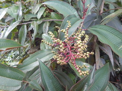 Miconia ciliata