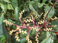 Miconia ciliata