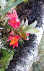 Fernandezia sanguinea