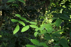 Mezoneuron cucullatum