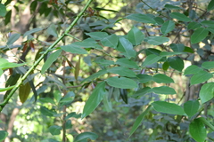 Mezoneuron cucullatum