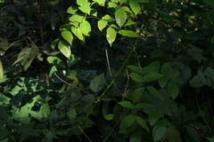 Mezoneuron cucullatum