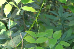 Mezoneuron cucullatum