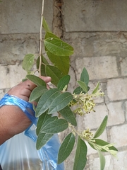 Cestrum tomentosum