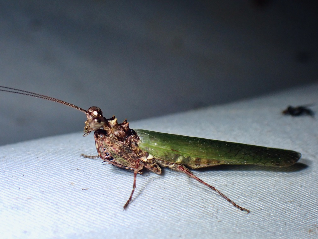 Pachymantis from Sabah, Malaysia on October 27, 2022 at 09:32 PM by ...