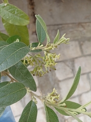 Cestrum tomentosum
