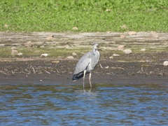 Ardea cinerea