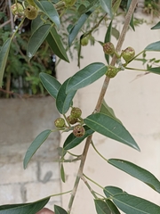 Ficus pertusa