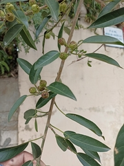 Ficus pertusa