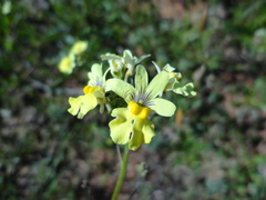 Nemesia affinis