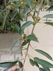 Ficus pertusa