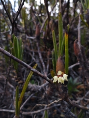 Maxillaria aggregata