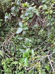 Berberis ilicifolia