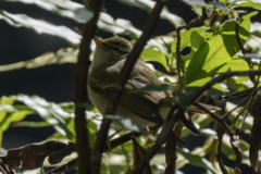 Phylloscopus plumbeitarsus