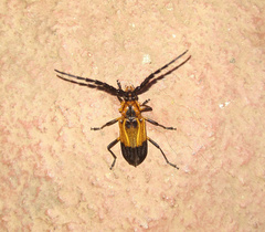 Batus hirticornis