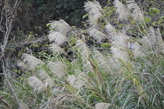 Miscanthus