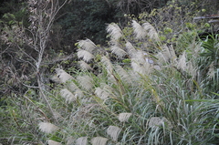 Miscanthus
