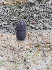 Armadillidae