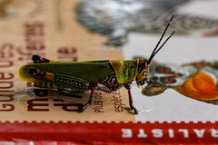 Zonocerus variegatus