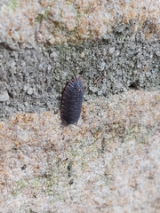 Armadillidae
