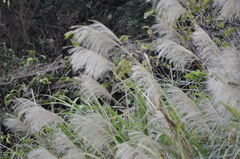 Miscanthus