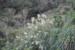 Miscanthus