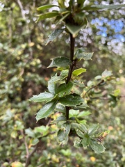 Berberis ilicifolia
