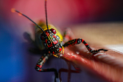 Zonocerus variegatus